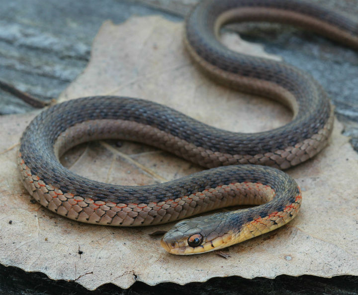 Eastern Garter Snake